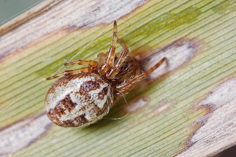 Larinioides sp.